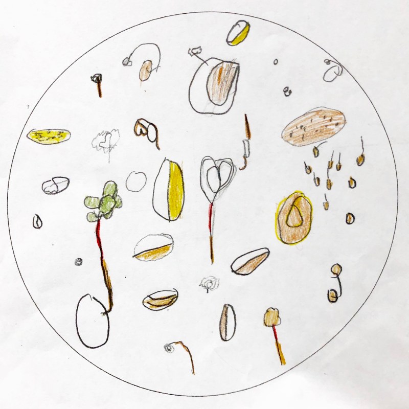 The Secret World of Pollination / Germination Observation
