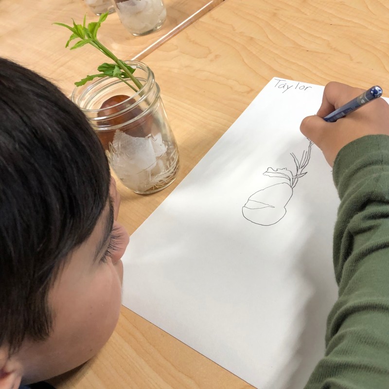 Germination observation