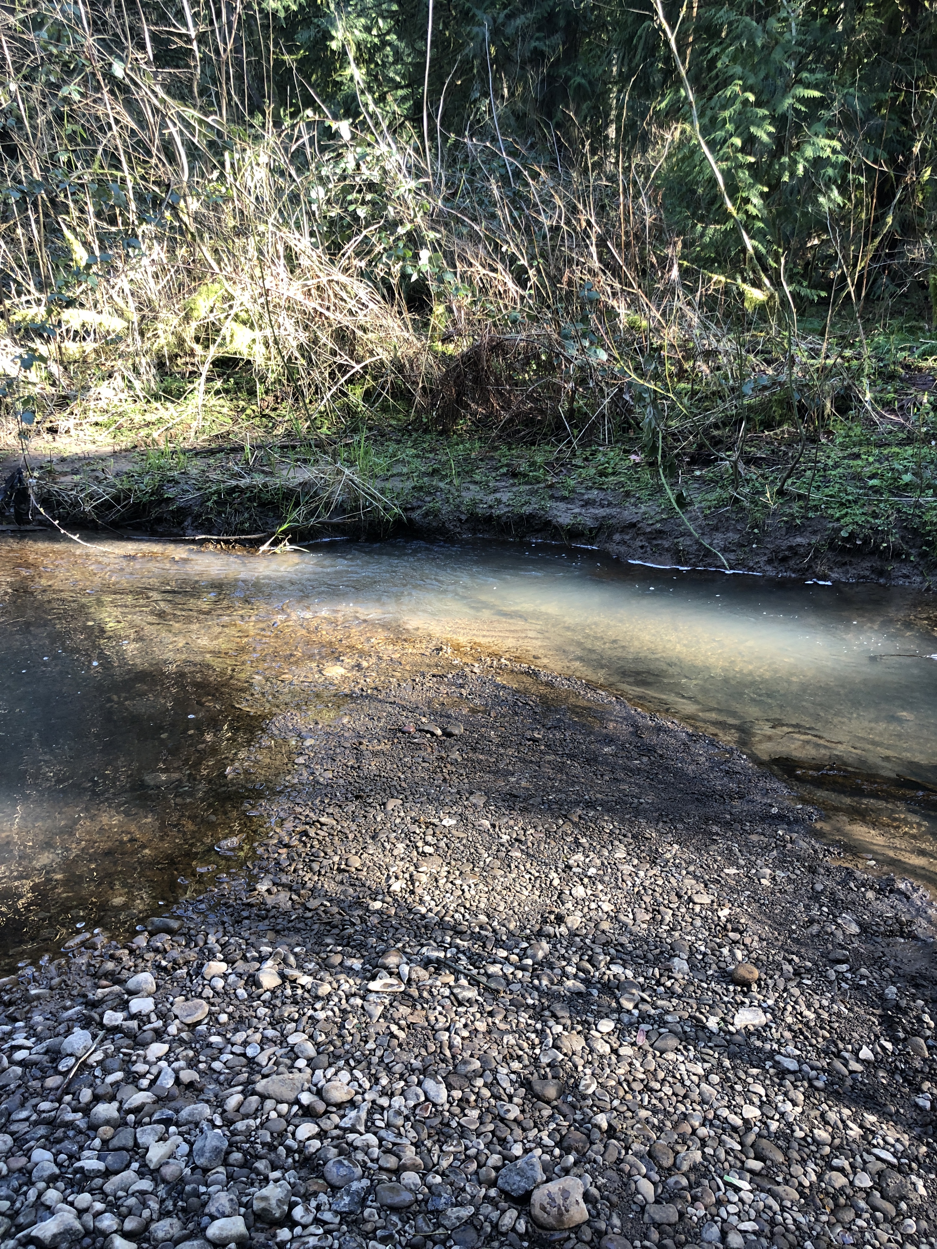 The Verdancy Project Art Residency March 2021