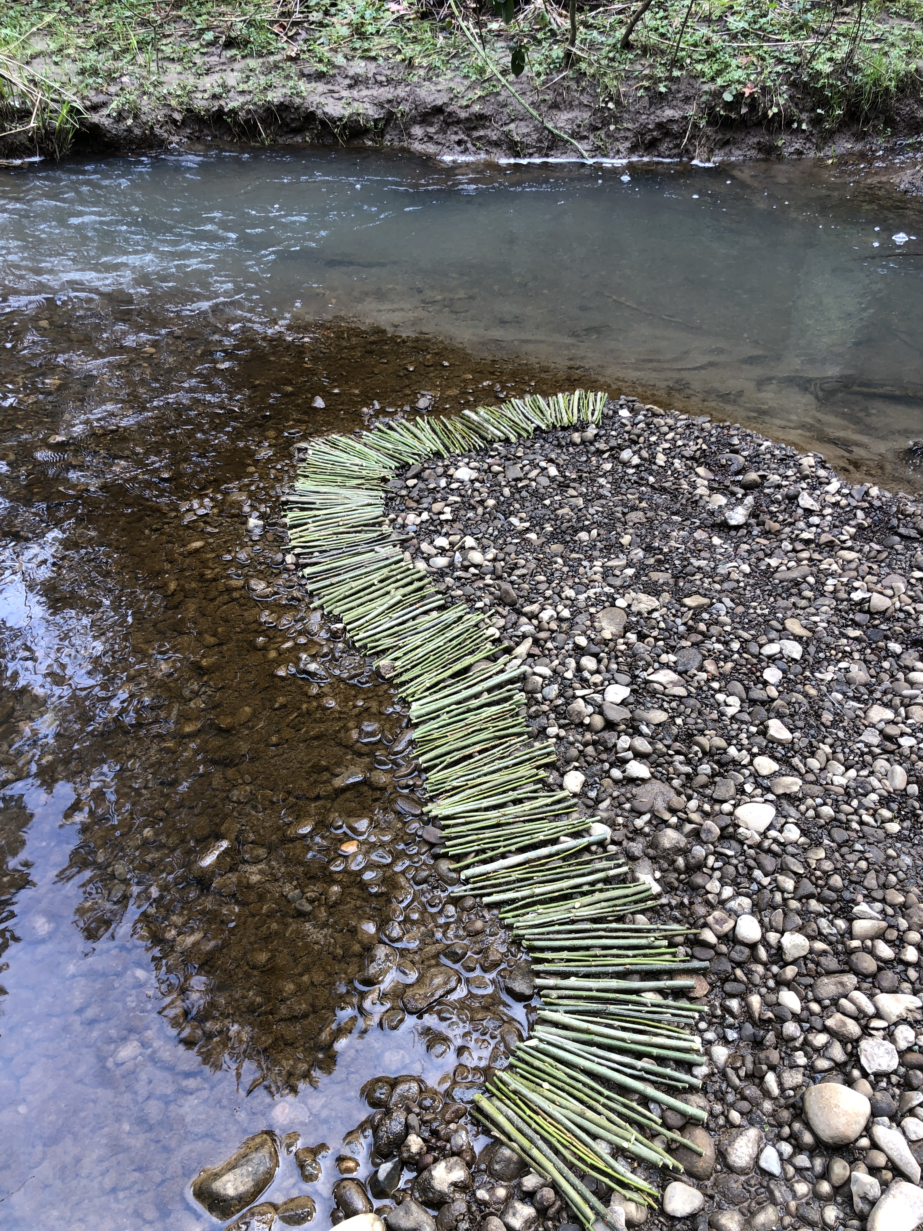 The Verdancy Project Art Residency March 2021