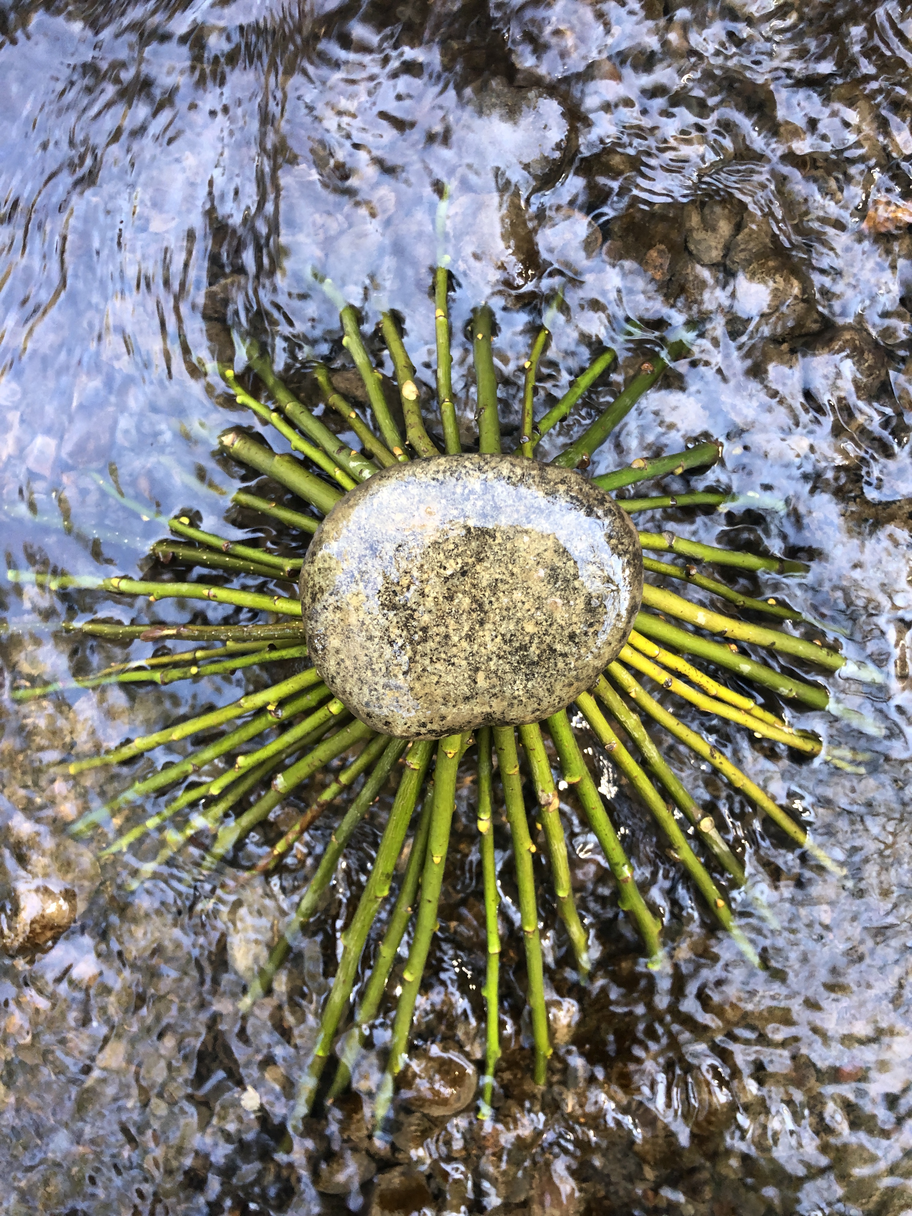 The Verdancy Project Art Residency March 2021