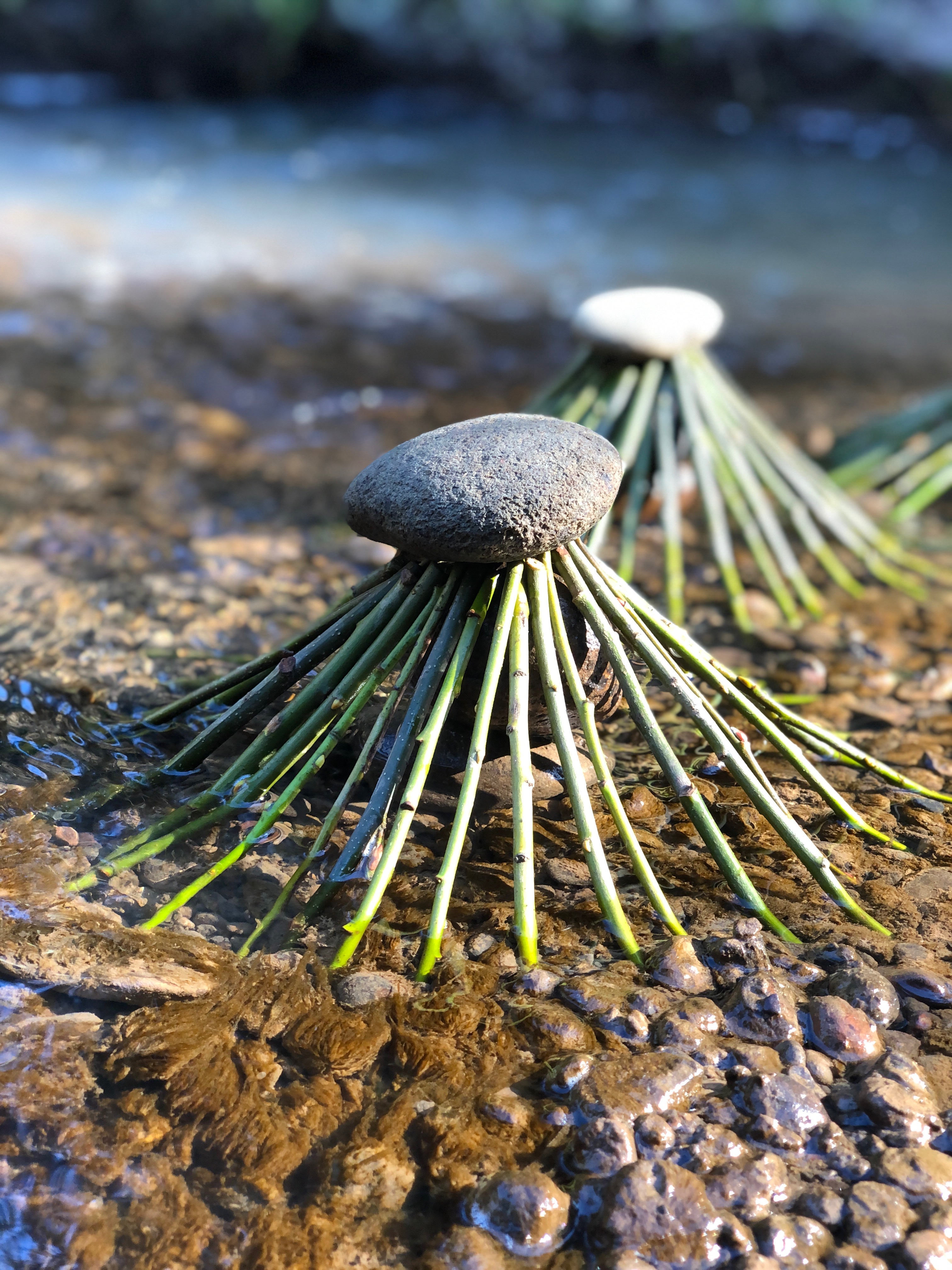 The Verdancy Project Art Residency March 2021